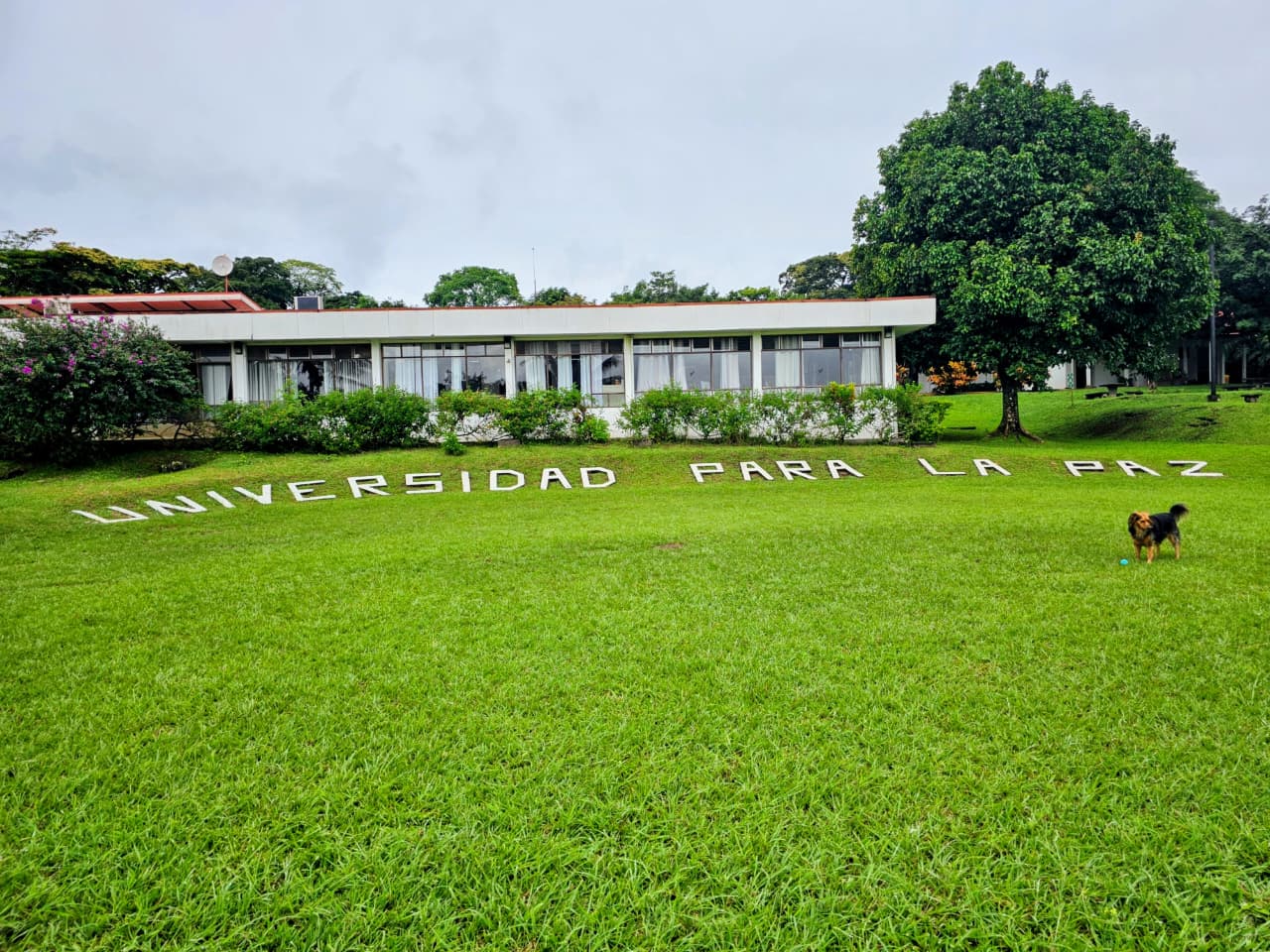UPEACE University logo